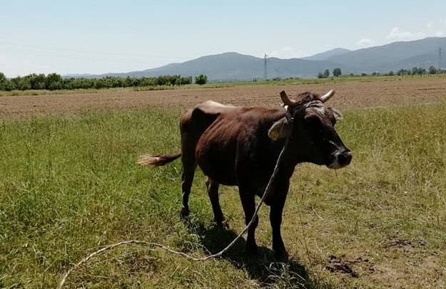 Кравата Пенка май ще живее