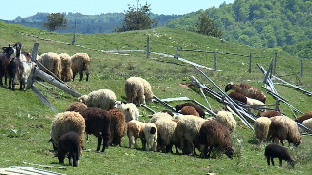 Отлагат планираната за днес евтаназия на животни