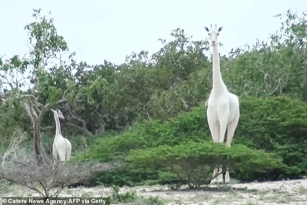 Бракониери убиха единствената бяла жирафа в Кения и едно от малките й 