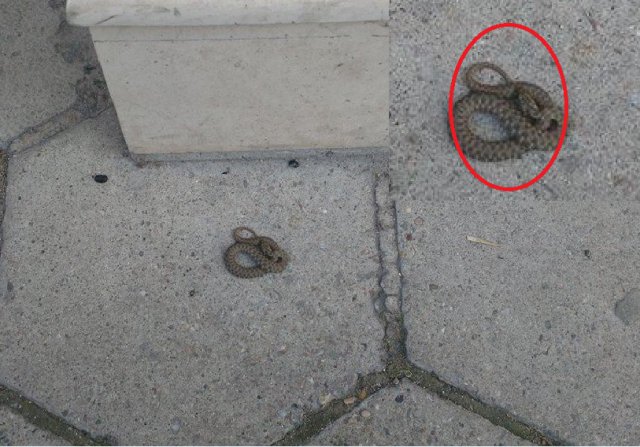 Змия ухапа 7-годишно в центъра на Пловдив