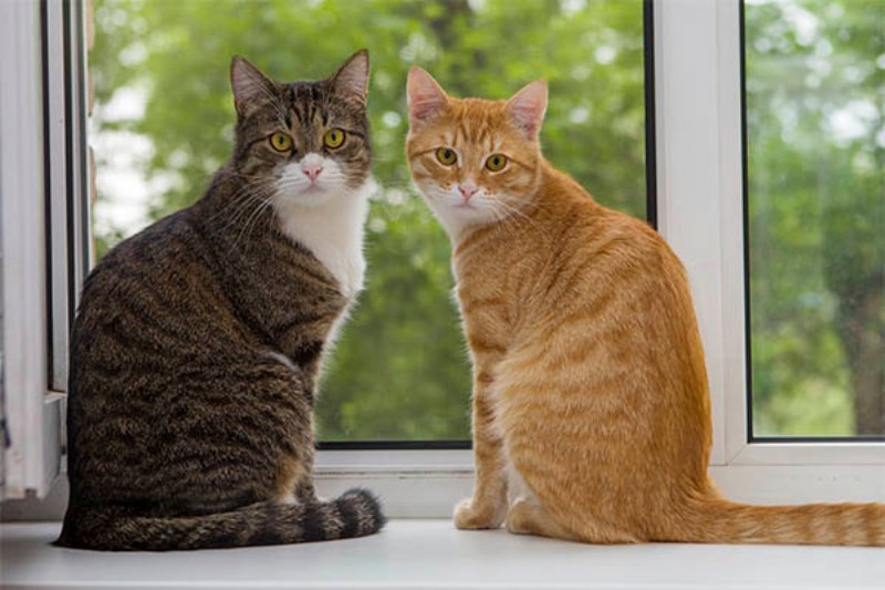 Две котки в Ню Йорк са първите домашни любимци с коронавирус в САЩ