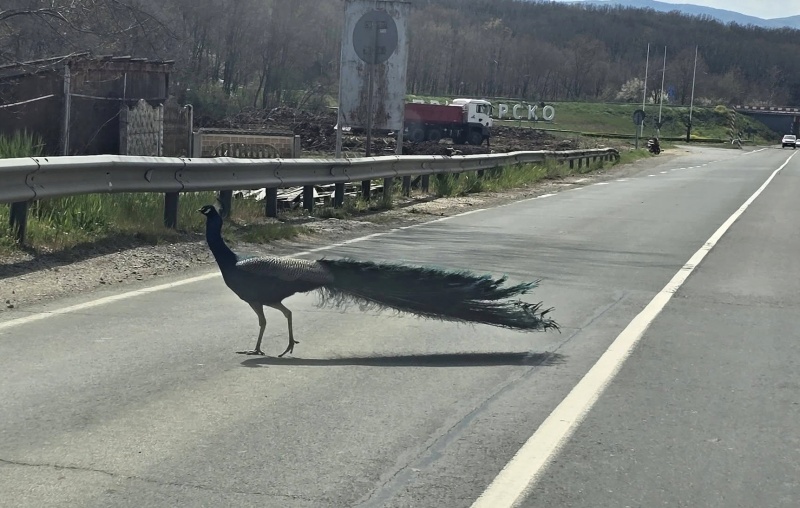 Паун пресече пътя край Приморско