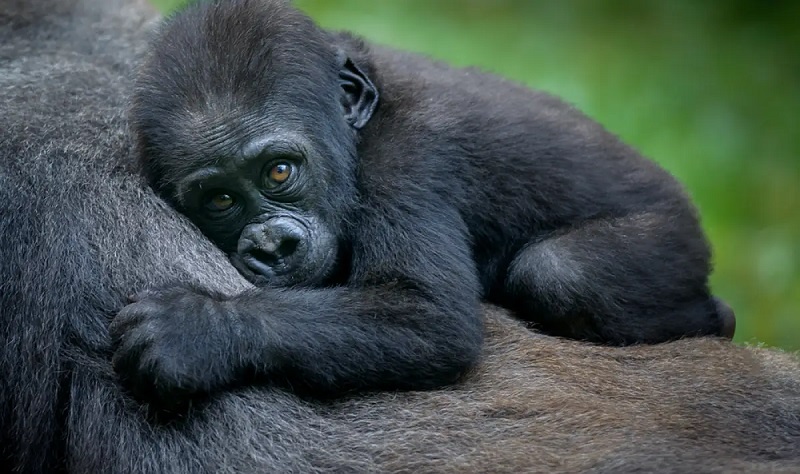 В зоопарка в Прага се роди бебе горила от рядък вид