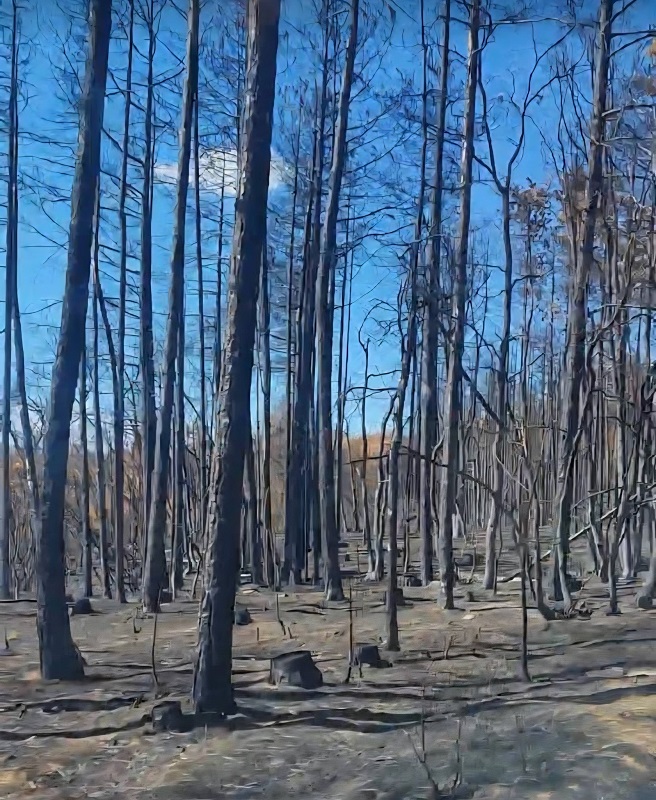 Залесителна кампания в Сунгурларе