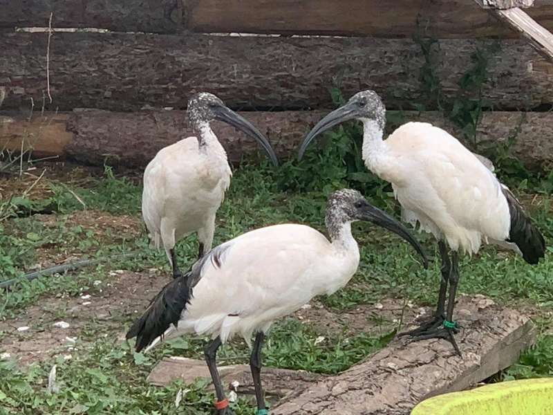 Три свещени ибиса са новата атракция на Зоопарк Бургас