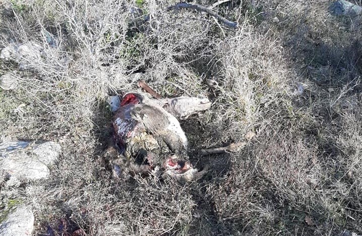 Софийски професор казва как е убит елен край Приморско