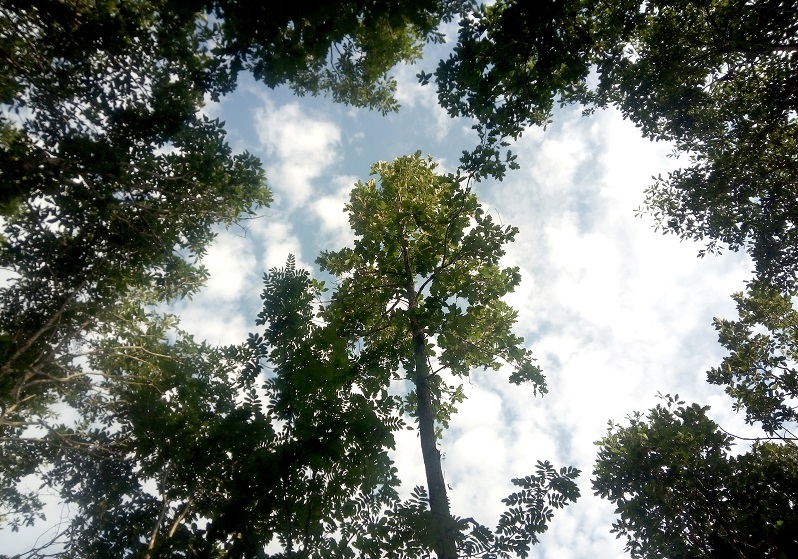 Заарландски метод за отглеждане на дървесина в горите на Странджа планина
