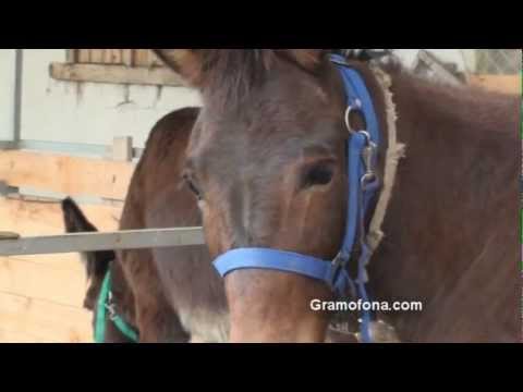 Германци на катър и магаре